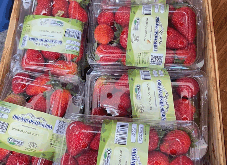 Captura de tela 2025 11 13 125647 768x558